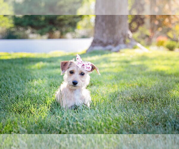 Medium Photo #2 Chihuahua-Unknown Mix Puppy For Sale in Sandy, UT, USA