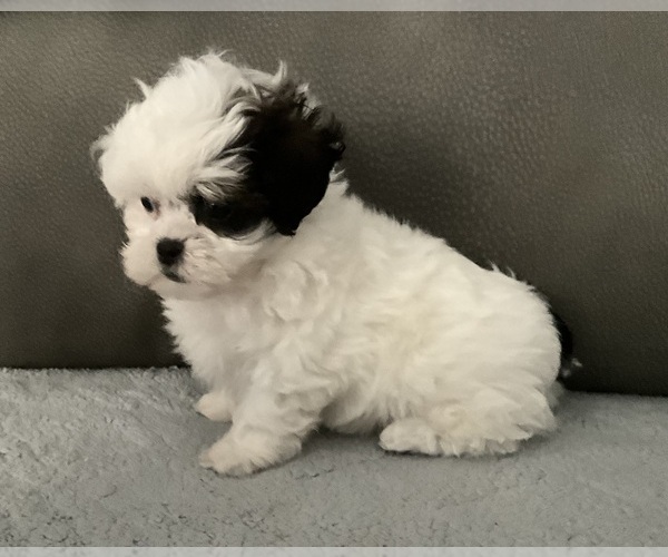 Medium Photo #4 ShihPoo Puppy For Sale in MONTEREY, TN, USA