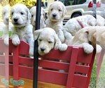 Small Photo #2 Goldendoodle Puppy For Sale in MACON, VA, USA