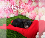 Puppy Naira YorkiePoo