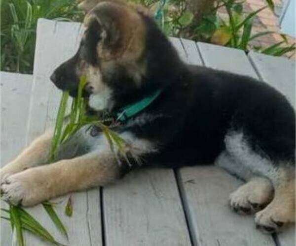 Medium Photo #3 German Shepherd Dog Puppy For Sale in COLUMBUS, IN, USA