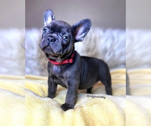 French Bulldog Puppy for sale in OJAI, CA, USA