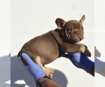 Small French Bulldog