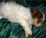 Small Photo #16 Havanese Puppy For Sale in FENTON, MO, USA