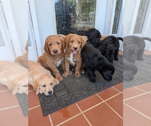Double Doodle Puppy for sale in VALDESE, NC, USA