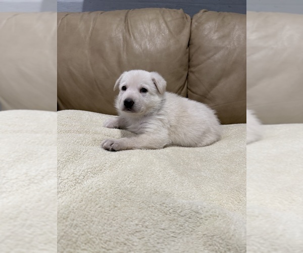 Medium Photo #4 German Shepherd Dog Puppy For Sale in BRIGHTON, CO, USA