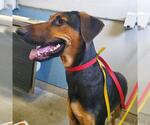Small Doberman Pinscher-German Shepherd Dog Mix