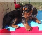 Small Photo #8 Australian Shepherd-Cavalier King Charles Spaniel Mix Puppy For Sale in HOWLAND, OH, USA