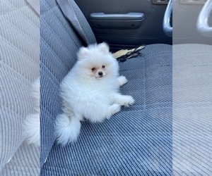 Pomeranian Puppy for sale in HAYWARD, CA, USA
