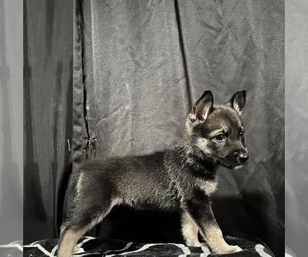 Medium Photo #1 German Shepherd Dog-Unknown Mix Puppy For Sale in San Antonio, TX, USA
