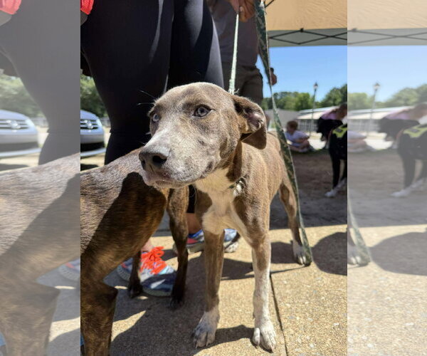 Medium Photo #26 Mountain Cur-Unknown Mix Puppy For Sale in Holly Springs, NC, USA