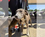 Small #25 Mountain Cur Mix