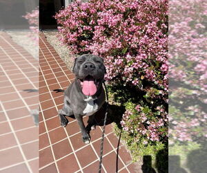 Leo - Male Neapolitan Mastiff Dog for Adoption - Photo #2