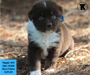 Australian Shepherd Puppy for sale in NACOGDOCHES, TX, USA