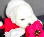 Small #4 Bichon Frise