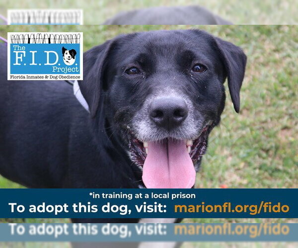 Medium Photo #3 Labrador Retriever-Unknown Mix Puppy For Sale in Ocala, FL, USA