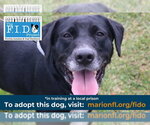 Small #2 Labrador Retriever Mix
