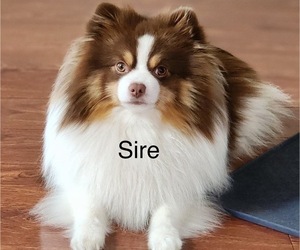Father of the Pomeranian puppies born on 05/19/2026
