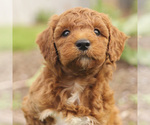 Small Photo #1 Goldendoodle (Miniature) Puppy For Sale in KILLINGER, PA, USA