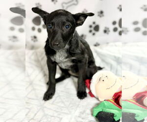 Collie-Unknown Mix Dogs for adoption in SHERBURNE, NY, USA