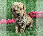 Small Photo #18 Poodle (Toy) Puppy For Sale in ALEXANDRIA, VA, USA