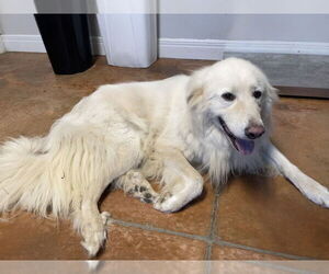 Medium Great Pyrenees
