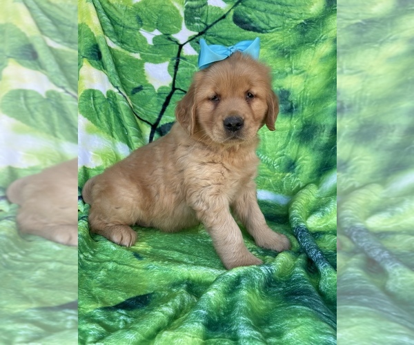 Medium Photo #1 Golden Retriever Puppy For Sale in LANCASTER, PA, USA