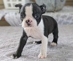 Puppy 1 Boston Terrier