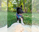 Small #3 Mutt