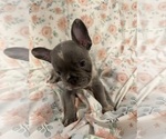 Small Photo #6 French Bulldog Puppy For Sale in LEESBURG, GA, USA