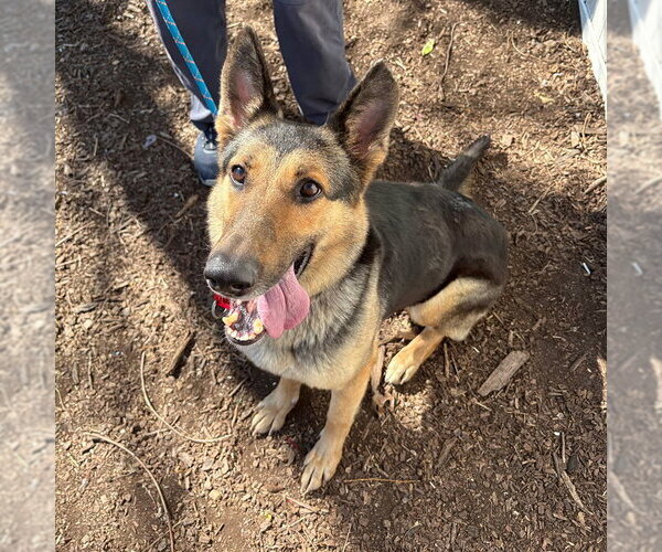 Medium Photo #4 German Shepherd Dog Puppy For Sale in Millburn, NJ, USA