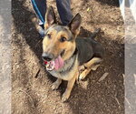 Small #3 German Shepherd Dog