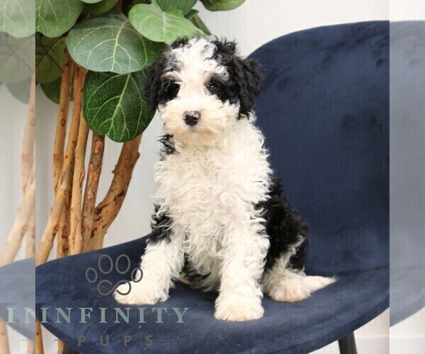 Medium Photo #4 Bernedoodle (Miniature) Puppy For Sale in NARVON, PA, USA