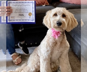 Goldendoodle-Poodle (Standard) Mix Dogs for adoption in FONTANA, CA, USA