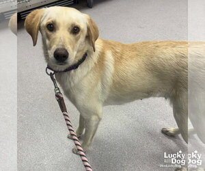 Carolina Dog-Labrador Retriever Mix Dogs for adoption in Washington, DC, USA