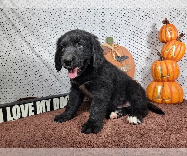 Medium Photo #8 Golden Mountain Dog Puppy For Sale in BLACK FOREST, CO, USA