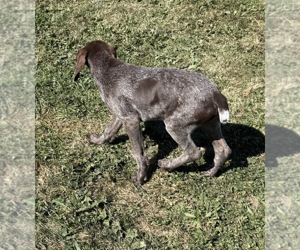 Medium Photo #6 German Shorthaired Pointer Puppy For Sale in SANBORN, NY, USA