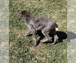 Small #5 German Shorthaired Pointer