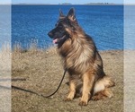 Small Photo #1 German Shepherd Dog Puppy For Sale in BILLINGS, MT, USA