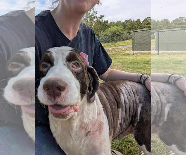 Medium Photo #1 English Springer Spaniel-Unknown Mix Puppy For Sale in Holly Springs, NC, USA