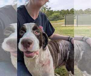 English Springer Spaniel-Unknown Mix Dogs for adoption in Holly Springs, NC, USA