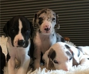 Great Dane Puppy for sale in CMBRLND FRNCE, TN, USA