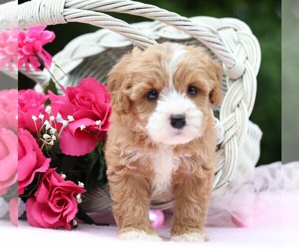 Medium Photo #7 Cavapoo Puppy For Sale in JONES, MI, USA