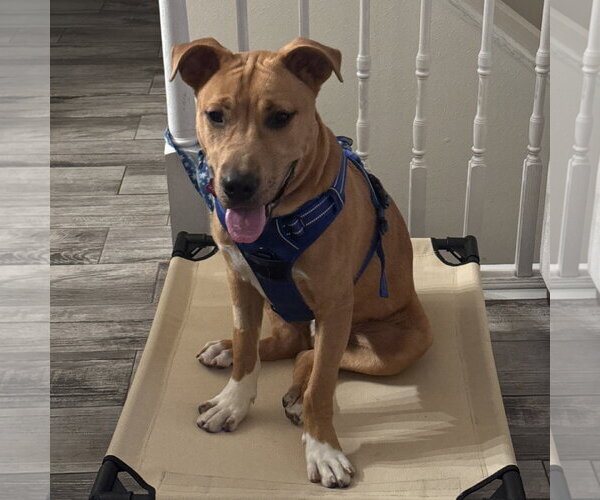 Medium Photo #1 Mutt Puppy For Sale in Fargo, ND, USA