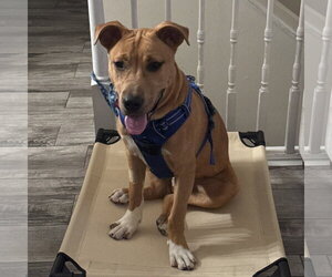 Ray - Male Mutt Dog for Adoption