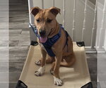 Ray - Male Mutt Dog for Adoption - Small photo