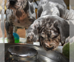 Small Photo #14 Great Dane Puppy For Sale in DANIELSON, CT, USA