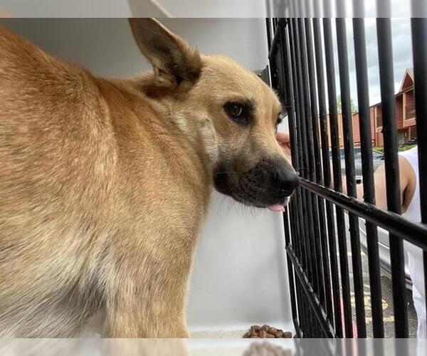 Medium Photo #1 Labrador Retriever Puppy For Sale in Houston, TX, USA