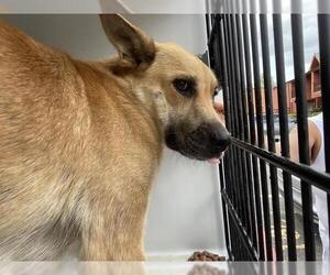 Labrador Retriever Dogs for adoption in Houston, TX, USA