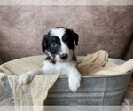 Small Photo #7 Aussiedoodle Puppy For Sale in CONCORD, NC, USA